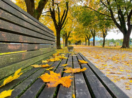 Téléchargez les photos : Colorful autumn colored fallen leaves lie on the wooden park bench near a scenic avenue. Scenic shot of a park trail and empty benches covered in colorful leaves. Idyllic November day. - en image libre de droit