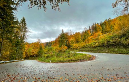 Téléchargez les photos : Empty switchback road climbs up a gorgeous autumn colored hill in the scenic Slovenian countryside. Colorful fallen leaves cover the wet hairpin turn of a scenic road in picturesque rural Slovenia. - en image libre de droit