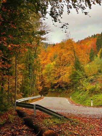 Foto de Scenic shot of vibrantly fall colored woods surrounding the empty tourist route crossing the Slovenian countryside. Empty wet asphalt road leads through the autumn colored forest in Slovenia - Imagen libre de derechos