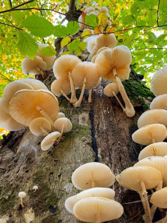 Photo for VERTICAL, CLOSE UP DOF, BOTTOM UP: White tree mushrooms grow on the side of a moss-covered tree trunk in the autumn colored woods. Detailed shot of tinder fungi growing in a vibrant forest in fall. - Royalty Free Image