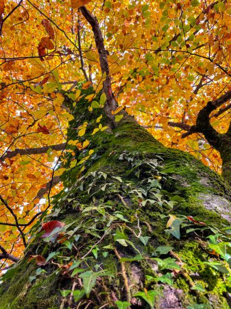 Téléchargez les photos : VERTICAL, BOTTOM UP, CLOSE UP, DOF: Detailed shot of moss and ivy covered tree in the woods changing colors in autumn. Lush green moss and ivy grow over the trunk of a towering tree in a golden forest - en image libre de droit