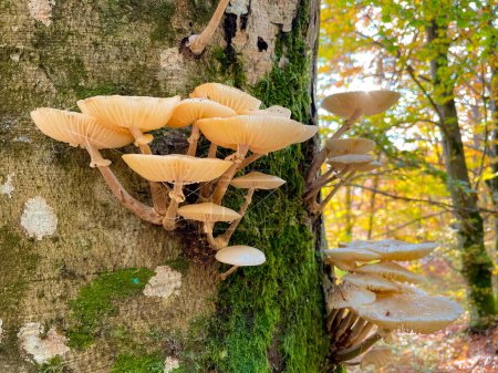 Photo for CLOSE UP DOF: Detailed shot of tinder fungi growing in a vibrant forest in fall. White tree mushrooms grow on the side of a moss-covered tree trunk in the middle of a picturesque autumn colored woods. - Royalty Free Image