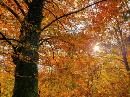 Téléchargez les photos : LENS FLARE: Golden sunbeams shine on tree in a fall colored forest in Slovenia with ivy climbing up its trunk. Scenic view of a sunset in the heart of a forest changing leaves at the peak of autumn. - en image libre de droit