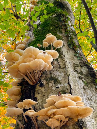 Téléchargez les photos : VERTICAL, CLOSE UP DOF, BOTTOM UP: Detailed shot of tinder fungi growing in a vibrant forest in fall. White tree mushrooms grow on the side of a moss-covered tree trunk in the autumn colored woods. - en image libre de droit