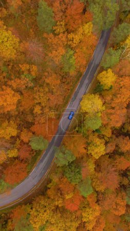 Photo for Flying above a tourist car crossing the gorgeous woods turning leaves in fall. Cinematic shot of a metallic blue car on a scenic road trip driving across the golden autumn forest. - Royalty Free Image