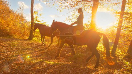 Photo for LENS FLARE: Young Caucasian woman leads her horses through the autumn forest at golden sunrise. Scenic shot of female horseback rider exploring the woods with her horses on a sunny fall morning. - Royalty Free Image