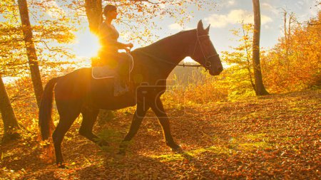 Photo for LENS FLARE: Woman rides her chestnut horse on picturesque sunny fall evening. Young female horseback rider explores the woods at golden autumn sunset. Female rider leads her horse along a forest trail - Royalty Free Image