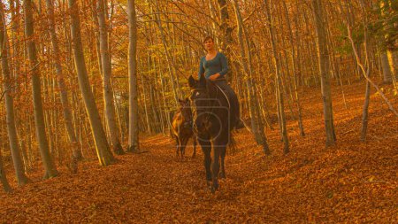 Photo for Young Caucasian woman riding a chestnut horse trots along an empty forest trail on a sunny autumn evening. Cinematic shot of a content female horseback rider exploring the woods with her horses. - Royalty Free Image