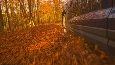 Photo for CLOSE UP, LOW ANGLE: Metallic blue SUV drives fast along a picturesque forest trail covered in dry leaves. Scenic shot of a brand new 4x4 vehicle exploring the colorful woods on a sunny autumn day. - Royalty Free Image