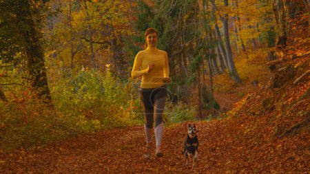 Téléchargez les photos : PORTRAIT: Female jogger goes for a trail run with her miniature pinscher on sunny fall evening. Cinematic shot of a fit Caucasian woman and her dog running together through autumn colored forest. - en image libre de droit