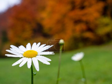 Téléchargez les photos : CLOSE UP: Beautiful white daisy covered in rain drops on colorful autumn meadow. White wild flowers growing and blooming on a green glade field in autumn forest. - en image libre de droit
