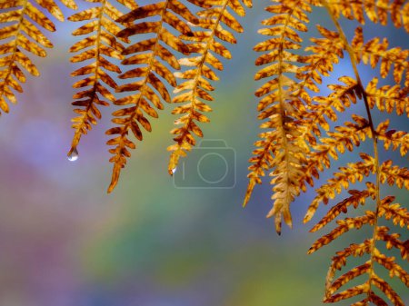 Photo for CLOSE UP: Detail of a dew waterdrop dropping off a vibrant yellow fern in autumn. Water drops falling off fern leaves in an autumn forest after rain in fall. - Royalty Free Image