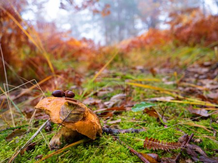 Photo for CLOSE UP: little brown mushroom growing in misty forest on a colorful autumn day. Little edible mushroom growing out of mossy forest ground under big yellow turning trees on foggy day in fall - Royalty Free Image