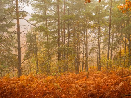 Foto de Big green pine trees growing out of vibrant yellow ferns in misty autumn forest. Thick white fog rolling through the forest hills with turning leaves in fall. Misty day in colorful woods on a cold day - Imagen libre de derechos