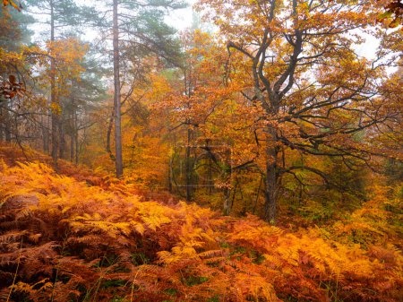 Téléchargez les photos : Beautiful vibrant yellow ferns growing beneath the vivid autumn trees on a misty day in fall. POV shot of a walk through dense ferns and forest trees turning yellow in colourful autumn. - en image libre de droit