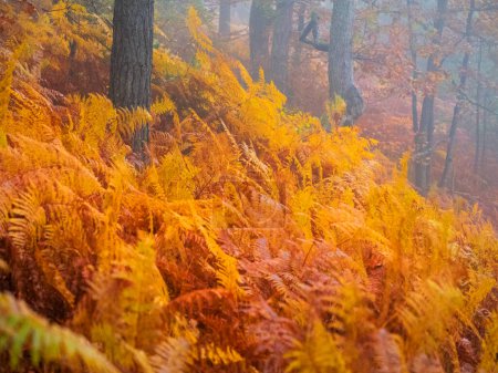 Photo for Beautiful yellow ferns growing beneath the vivid autumn trees on a misty day in fall. Stunning shot of a dense vibrant ferns and tall forest trees turning bright yellow in colourful autumn. - Royalty Free Image