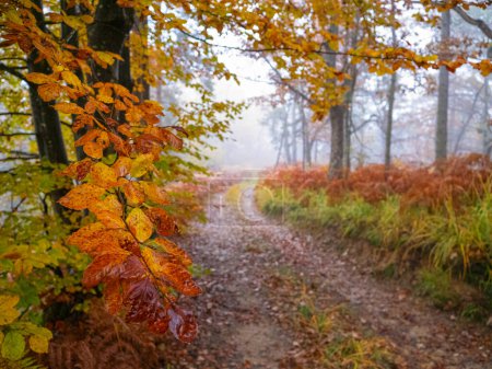 Foto de POV: Wide path leading through vibrant colourful misty forest in autumn. FPV walking through bright forest on a mysterious day in fall. Empty forest on a foggy morning in autumn. - Imagen libre de derechos
