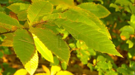 Photo for Lush green chestnut leaves gently sway in the pleasant autumn breeze. Warm fall evening wind moves the european chestnut leaves. Detailed view of leaves changing colors in October. - Royalty Free Image