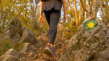 Téléchargez les photos : CLOSE UP, DOF: Unrecognizable female hiker carries her puppy in a backpack while walking up a forest trailed marked with trekking symbols. Fit young woman is hiking in the scenic autumn colored woods. - en image libre de droit