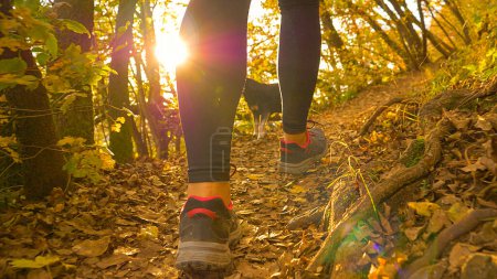 Téléchargez les photos : LOW ANGLE, CLOSE UP, DOF: Young woman in leggings and senior miniature pinscher hike in the autumn colored woods on a sunny evening. Unrecognizable female trekker walks along forest trail on sunny day - en image libre de droit