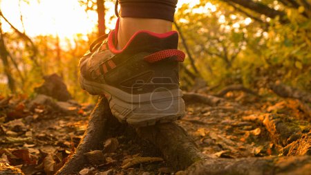 Photo for LOW ANGLE, CLOSE UP, DOF: Fit young woman steps on roots while hiking downhill at golden fall sunset. Unrecognizable female hiker descends down a golden lit path in the beautiful fall colored forest. - Royalty Free Image