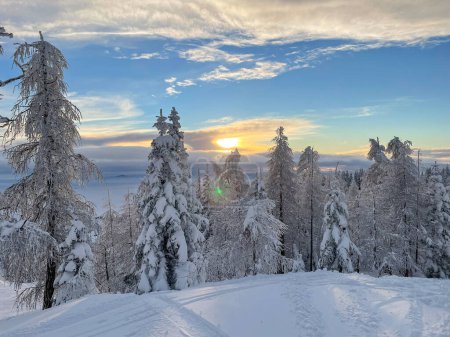 Téléchargez les photos : LENS FLARE: Golden setting sun illuminates the beautiful snow covered spruce forest high in the wintry Julian Alps. Scenic shot of the winter sunrise illuminating the picturesque snowy mountains. - en image libre de droit
