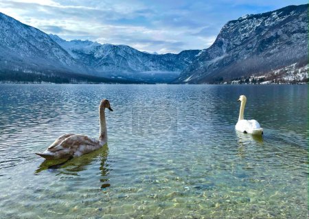 Foto de Two elegant swans swim in the shallows of lake Bohinj on a cold winter morning. Idyllic shot of swans exploring the frigid pond in the Slovenian mountains. Beautiful birds and snowy winter landscape. - Imagen libre de derechos