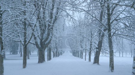 Photo for Two unrecognizable children walk along a snowy park avenue in idyllic Ljubljana on a cold Christmas morning. Picturesque shot of the gorgeous winter colored park trail during a January blizzard. - Royalty Free Image