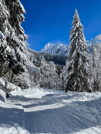 Foto de VERTICAL: Empty sledding trail leads through the coniferous woods in the sunny Julian Alps. Sleighing path winds between the spruce trees and down a mountain in Slovenia. Idyllic wintry mountain trail - Imagen libre de derechos