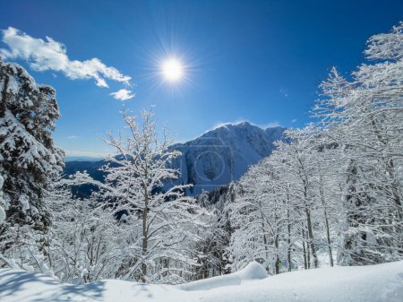 Téléchargez les photos : LENS FLARE Bright winter sunbeams shine on the snowy mountain landscape in picturesque rural Slovenia. Gorgeous view of the snowy trees leading up to towering mountain in the breathtaking Julian Alps. - en image libre de droit