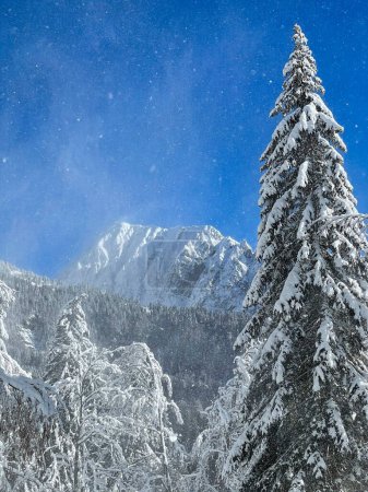 Téléchargez les photos : VERTICALE : Vue panoramique sur la forêt luxuriante de pins verts sous les montagnes enneigées des Alpes juliennes. Glistening flocons de neige sont balayés à travers le beau paysage montagneux par un jour de décembre venteux. - en image libre de droit