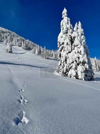 Téléchargez les photos : VERTICAL: A trail of animal footprints runs across a deep blanket of snow covering a meadow in the picturesque Julian Alps. Scenic shot of the pristine white snow covering the Slovenian countryside. - en image libre de droit