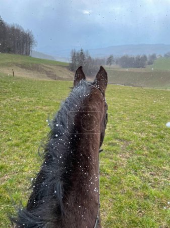 Téléchargez les photos : Tiny snowflakes begin falling from the sky as you ride a beautiful dark brown horse around a ranch. Stunning first person view of horseback riding a gelding around the rural landscape. - en image libre de droit