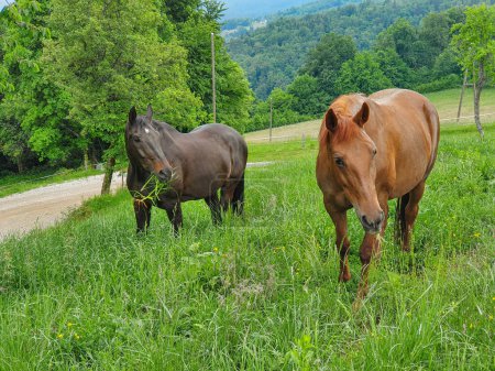 Foto de Two strong adult horse graze on long grass growing in a meadow next to an empty country road. Brown horses explore the countryside and pasture. Curious horse friends look into camera while pasturing - Imagen libre de derechos
