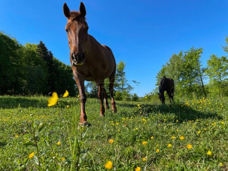 Téléchargez les photos : Close up shot of two majestic brown horses pasturing in the warm spring sunshine. Two adult brown-coated horses graze in the idyllic springtime countryside on sunny day in March. - en image libre de droit