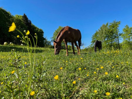 Téléchargez les photos : Two adult horses graze in a meadow full of tiny yellow flowers on a sunny spring day. Low angle shot of grazing brown coated stallion and mare pasturing in the vibrant nature. - en image libre de droit