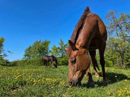 Foto de Two brown-coated horses graze in the idyllic springtime countryside on sunny day in March. Close up shot of two majestic brown horses pasturing in the warm spring sunshine. - Imagen libre de derechos
