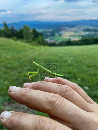 Photo for CLOSE UP, DOF: Beautiful bright green grasshopper lands on unrecognizable adult person's fingers. Detailed shot of a delicate grasshopper trusting a human and walking along a gardener's fingers. - Royalty Free Image