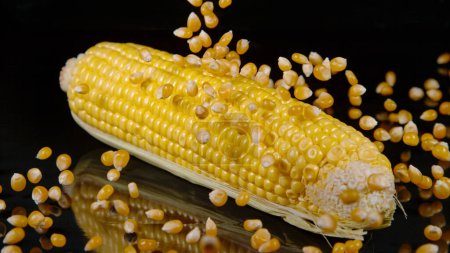 Foto de MACRO, DOF: Yellowish popcorn kernels are scattered over a corncob sitting on a shiny kitchen countertop. Tiny golden kernels of corn fall onto a whole raw cob sitting on the polished dining table. - Imagen libre de derechos