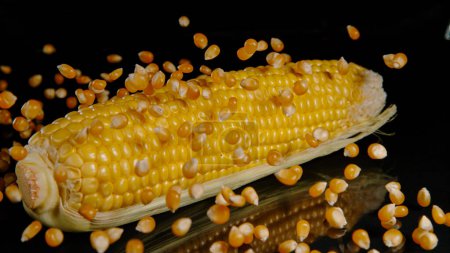 Téléchargez les photos : MACRO, DOF: Tiny golden kernels of corn fall onto a whole raw cob sitting on the polished dining table. Yellowish popcorn kernels are scattered over a corncob sitting on a shiny kitchen countertop. - en image libre de droit