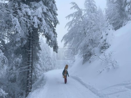 Photo for Young female snowboarder hikes along an empty trail leading through the misty forest in the Julian Alps. Active woman on snowboarding vacation treks along a forest trail on a foggy winter morning. - Royalty Free Image