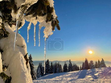 Téléchargez les photos : CLOSE UP, LENS FLARE: Golden winter evening sunbeams shine on icicles hanging off a pine tree branch of a tree in the idyllic backcountry of the Julian Alps. Ice hangs off spruce tree branch at sunset - en image libre de droit