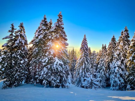 Téléchargez les photos : Golden winter evening sunshine peers through the snowy branches of a thick pine forest in the scenic Julian Alps. Picturesque vista of a snowy spruce forest in Slovenian mountains on a sunny morning. - en image libre de droit