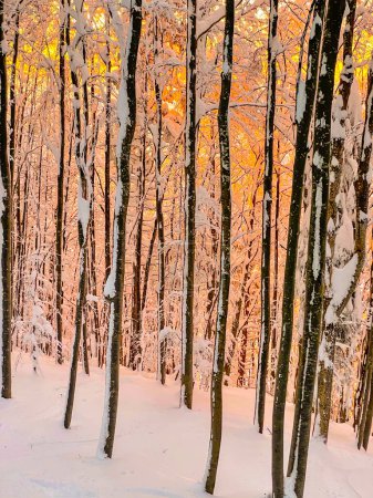 Foto de Orange winter evening sunshine illuminates the idyllic forest covered in fresh snow. Gorgeous view of deciduous trees covered in fresh snow on a breathtaking winter morning. Sunset in wintry woods. - Imagen libre de derechos