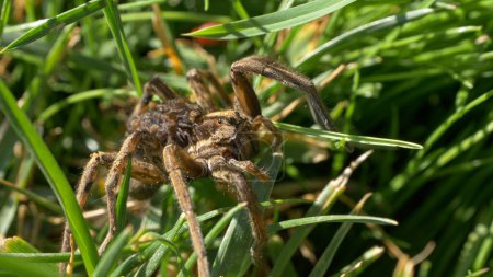 Téléchargez les photos : CLOSE UP, DOF: Detailed shot of a female spider exploring the sunny garden with her tiny babies on her back. Mother spider carries young hatchlings on her back while crawling across the meadow. - en image libre de droit