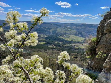 Foto de CLOSE UP: Blossoming tree and towering cliff in Crni Kal overlook the picturesque green Slovenian countryside. Scenic shot of the vineyards and woods below the white blossoming tree and rocky wall. - Imagen libre de derechos