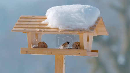 Téléchargez les photos : CLOSE UP, DOF: Bird sits on the edge of a wooden birdhouse on a cold winter day. Detailed shot of a willow tit after feeding in a handmade feeder in the freezing cold. Adorable birdie in a birdhouse. - en image libre de droit