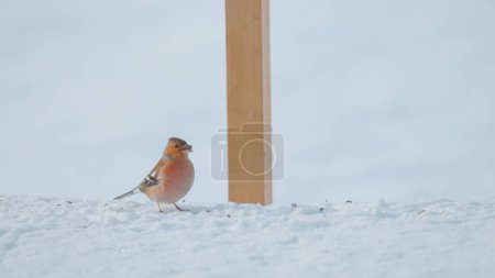 Photo for CLOSE UP, COPY SPACE, DOF: Adorable little finch bird nibbles on a black seed on a cold winter day. Tiny brown-feathered birdie feeds on a seed that fell from a birdfeeder in snowy garden - Royalty Free Image