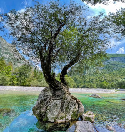 Téléchargez les photos : VERTICAL: Ancient willow tree grows on top of a large stone on the riverbanks of Soca river. Scenic shot of a willow tree atop a rock near the turquoise mountain stream in the famous Bovec valley. - en image libre de droit