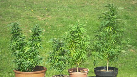 Photo for CLOSE UP, DOF: Homegrown indica and sativa weed plants sway in the warm breeze on a sunny summer day. Secluded garden is filled with blooming and budding homegrown marijuana plants. Medicinal pot. - Royalty Free Image